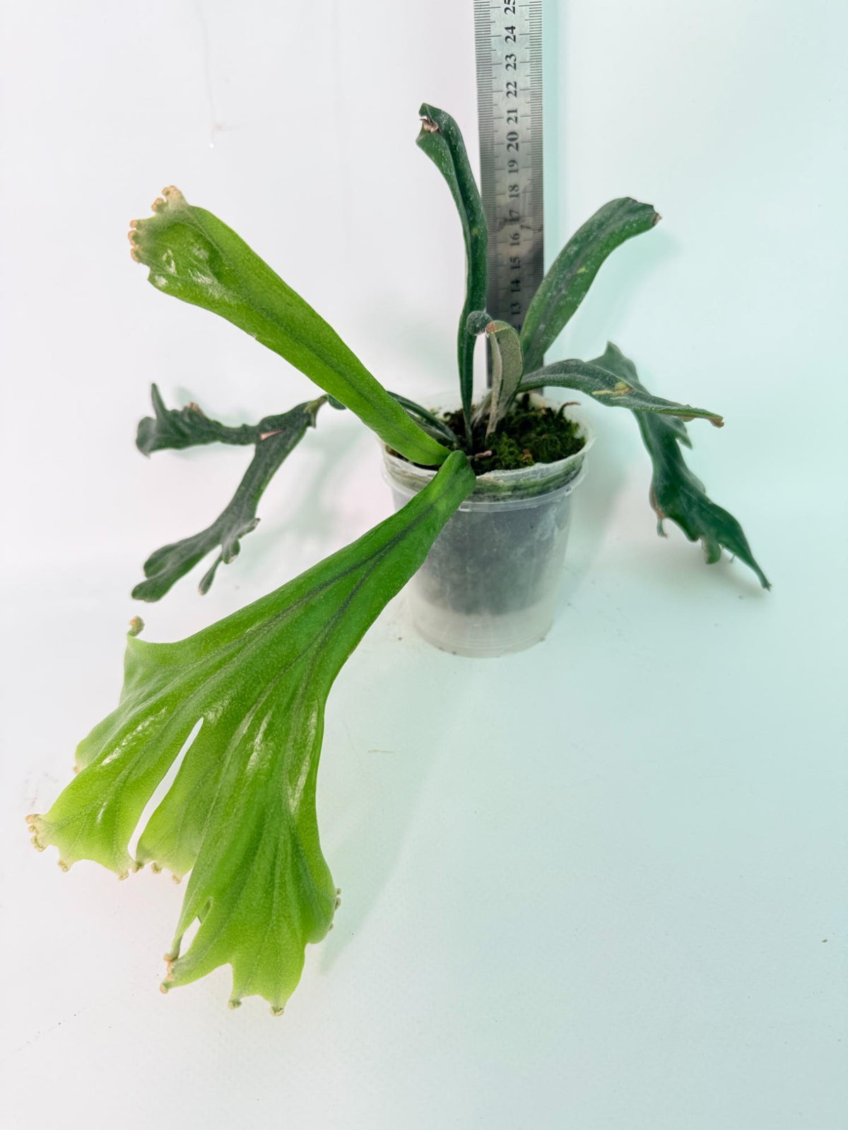Polypodium Longifolia Crested Leaf 11