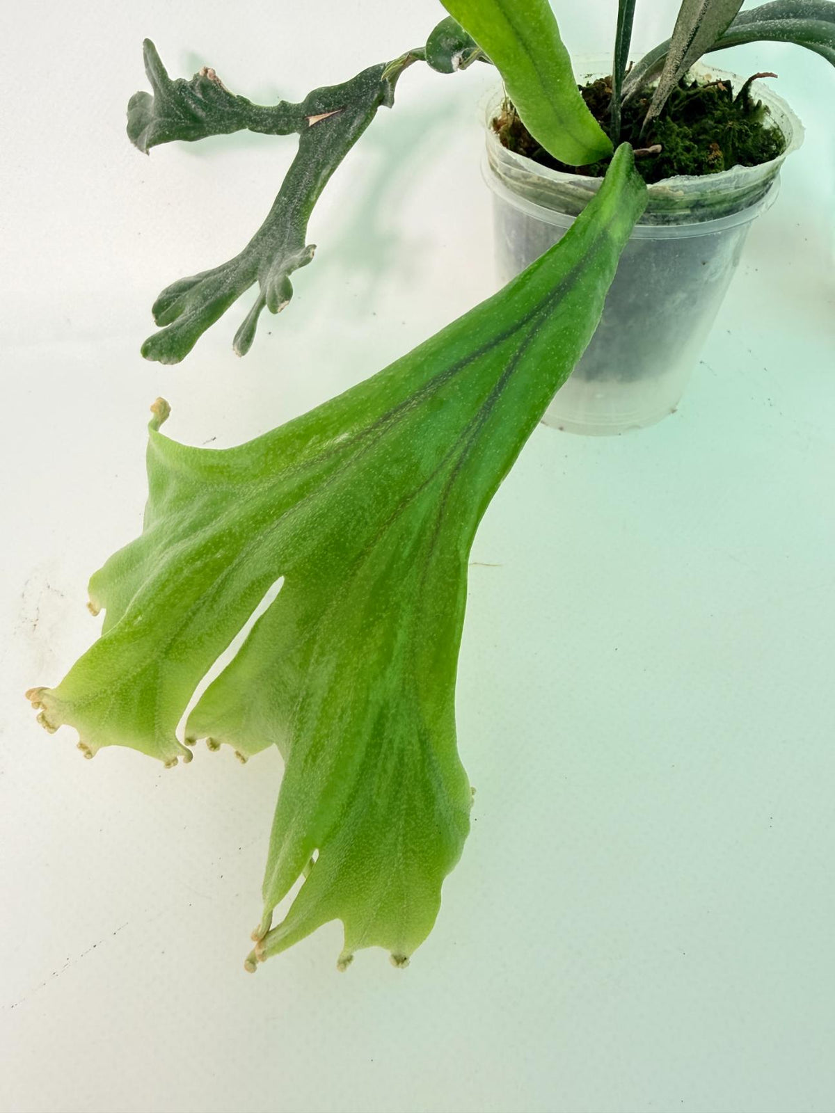 Polypodium Longifolia Crested Leaf 01
