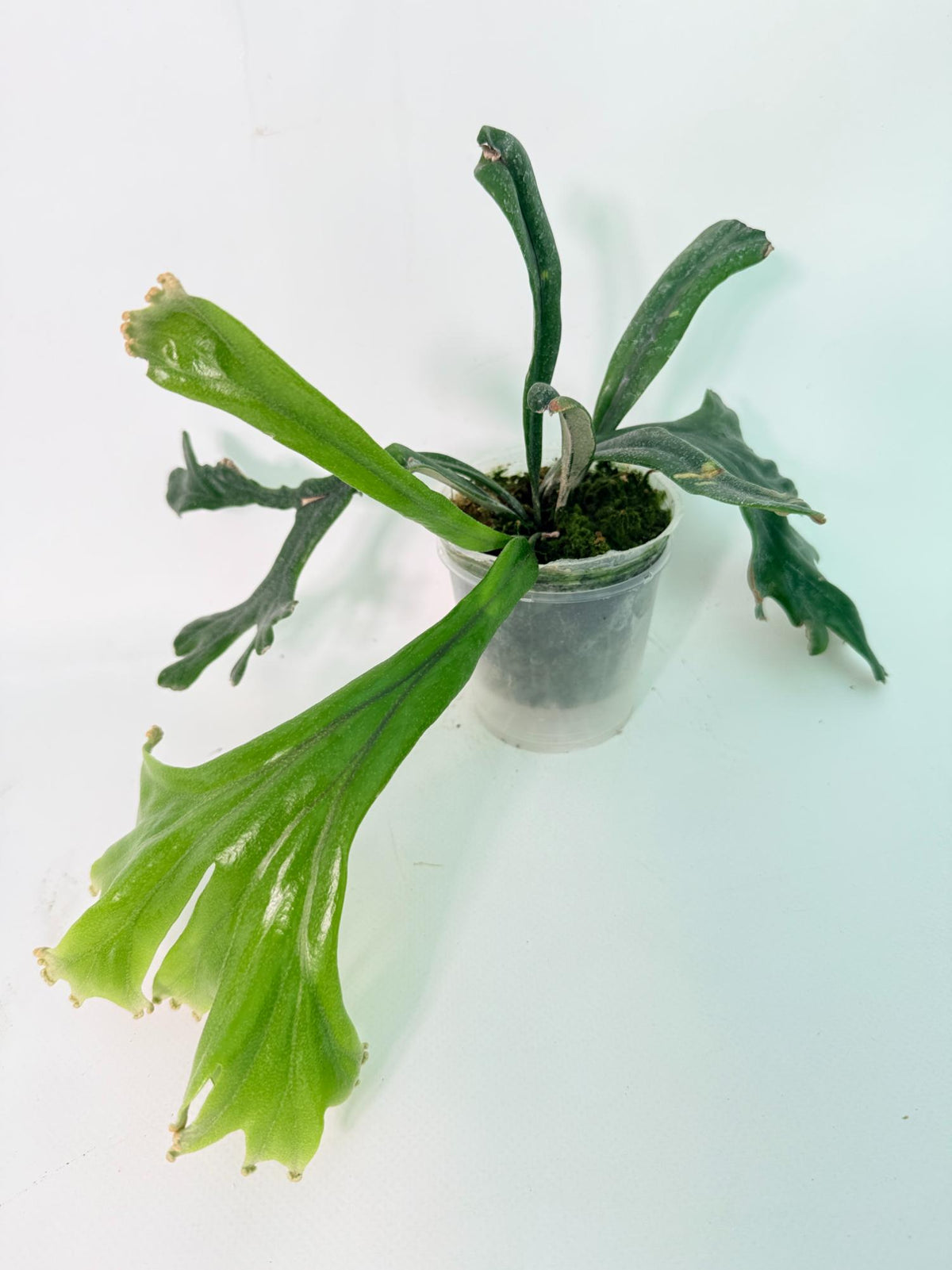 Polypodium Longifolia Crested Leaf 02