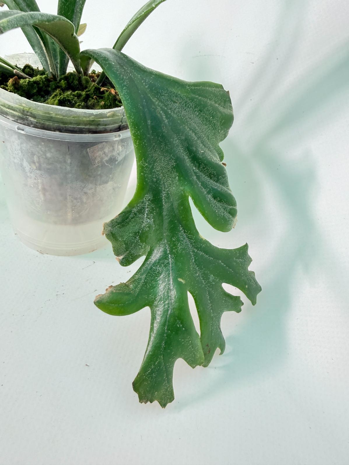 Polypodium Longifolia Crested Leaf 03