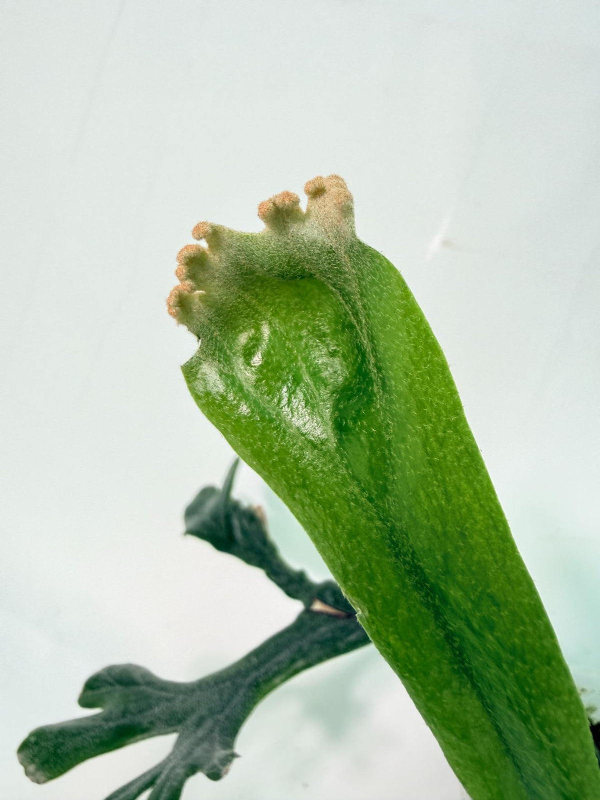 Polypodium Longifolia Crested Leaf 04