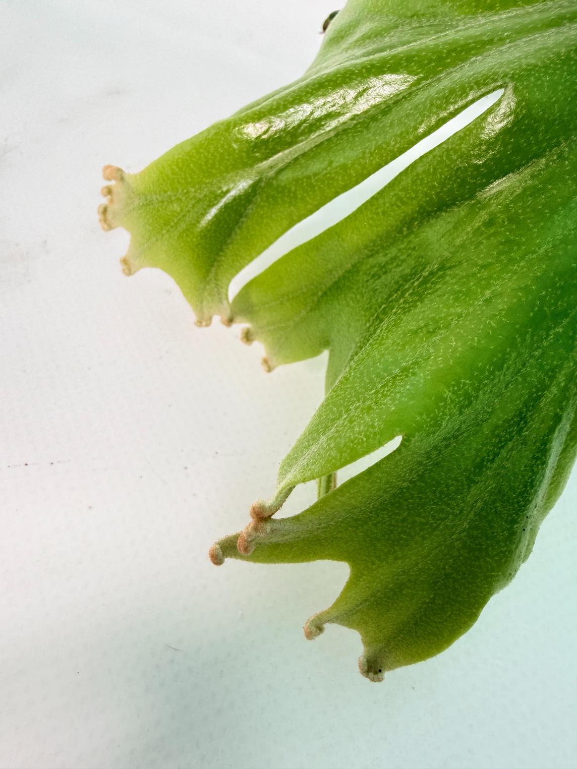Polypodium Longifolia Crested Leaf 05
