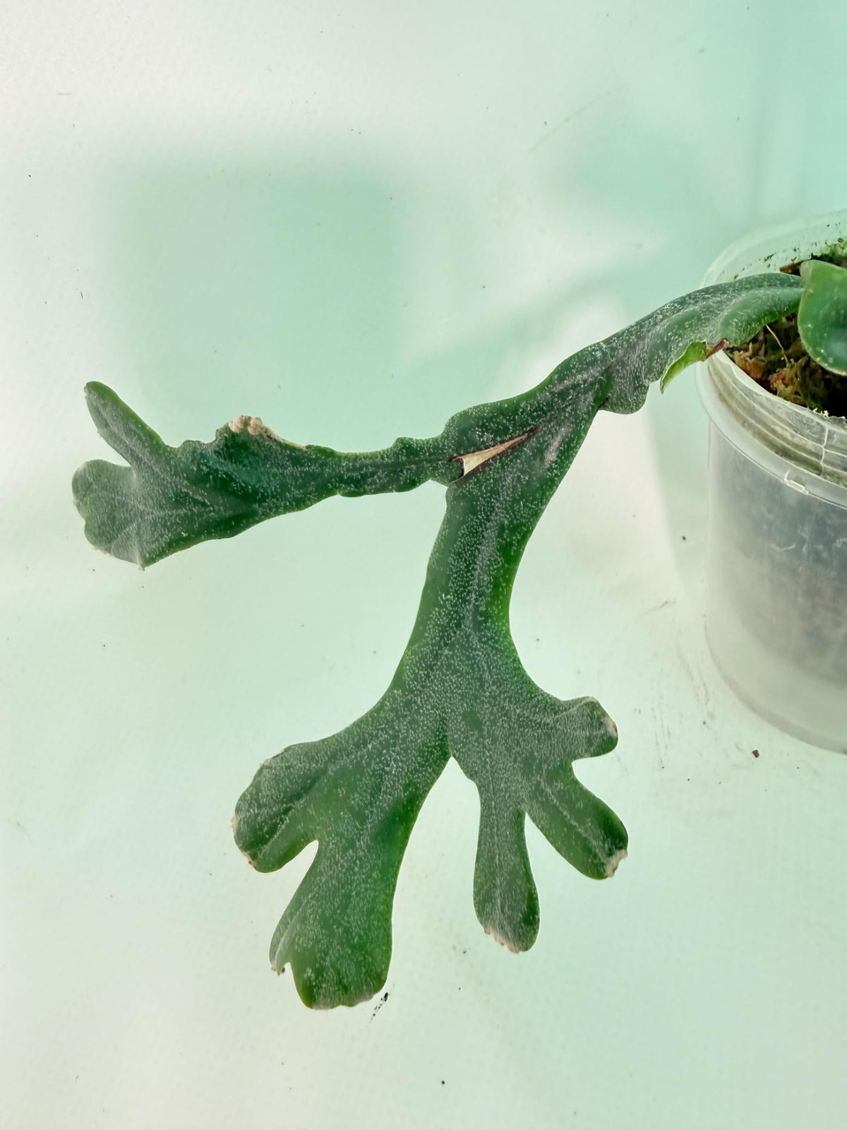 Polypodium Longifolia Crested Leaf 06