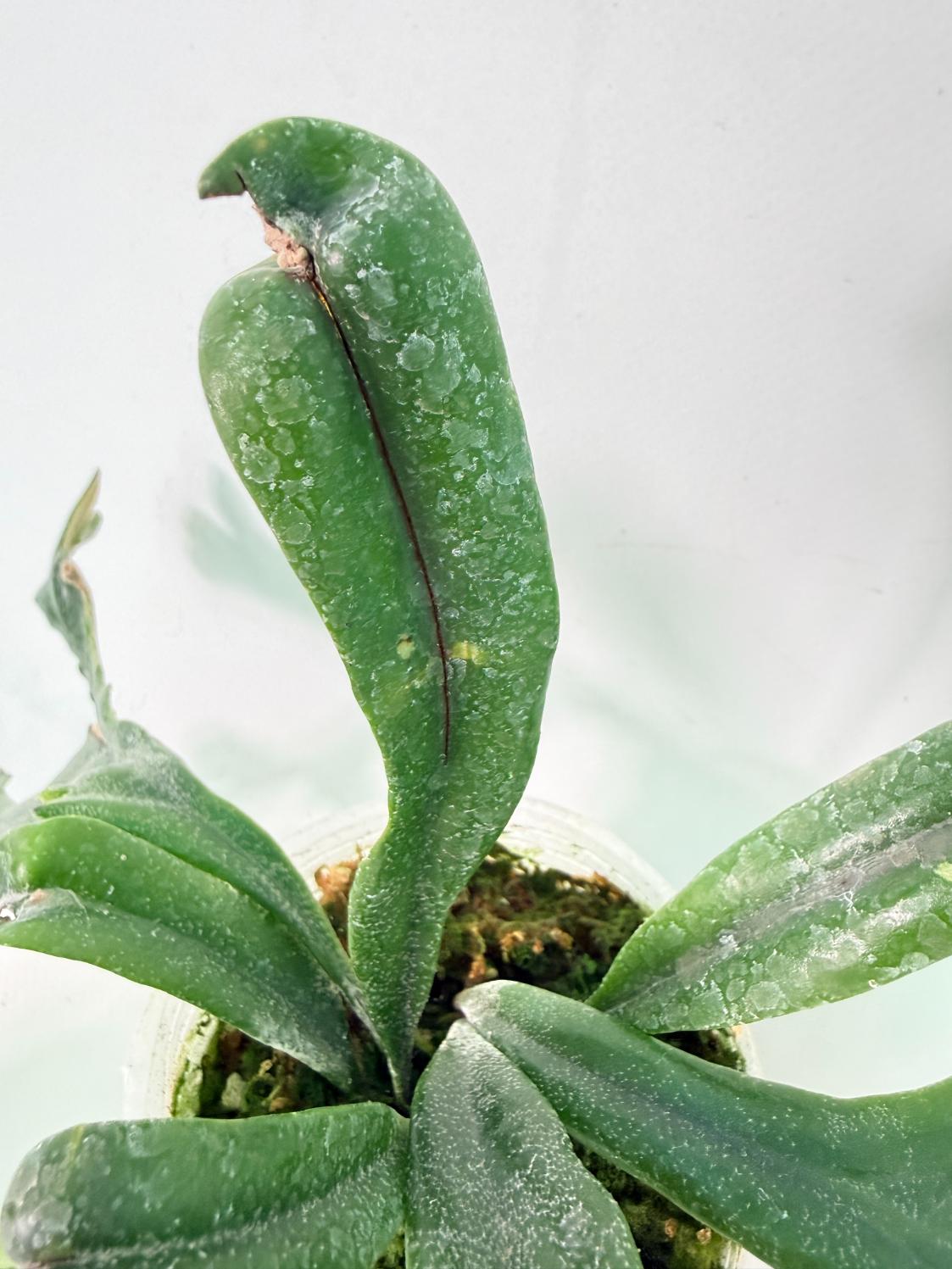 Polypodium Longifolia Crested Leaf 07