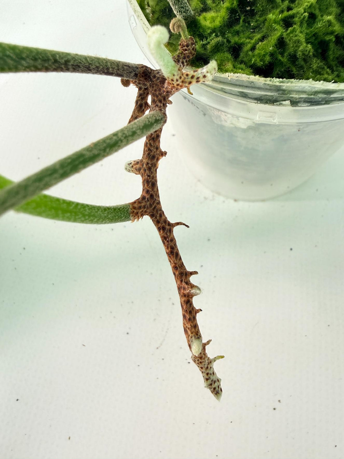 Polypodium Longifolia Crested Leaf 12