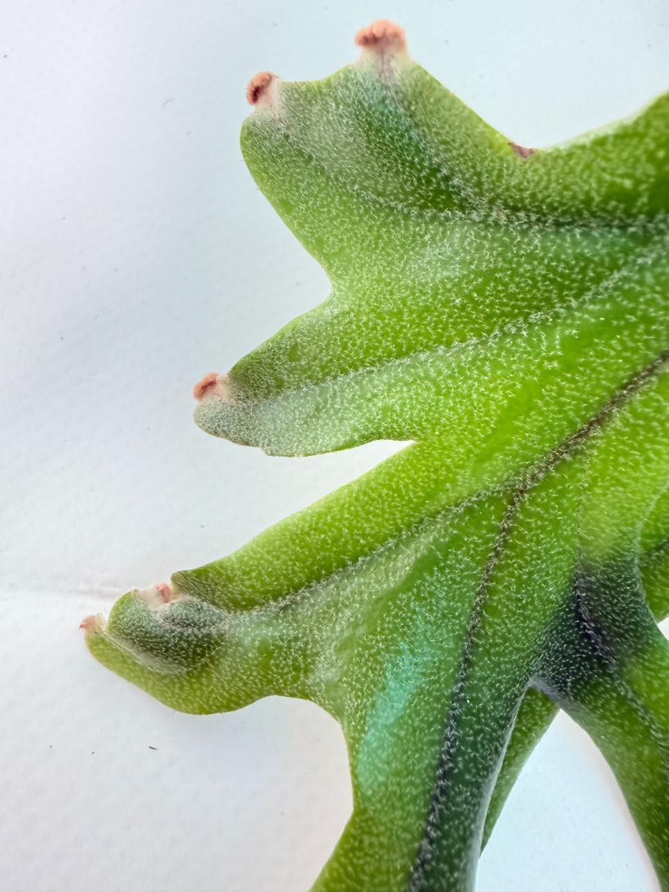 Polypodium Longifolia Crested Leaf 14