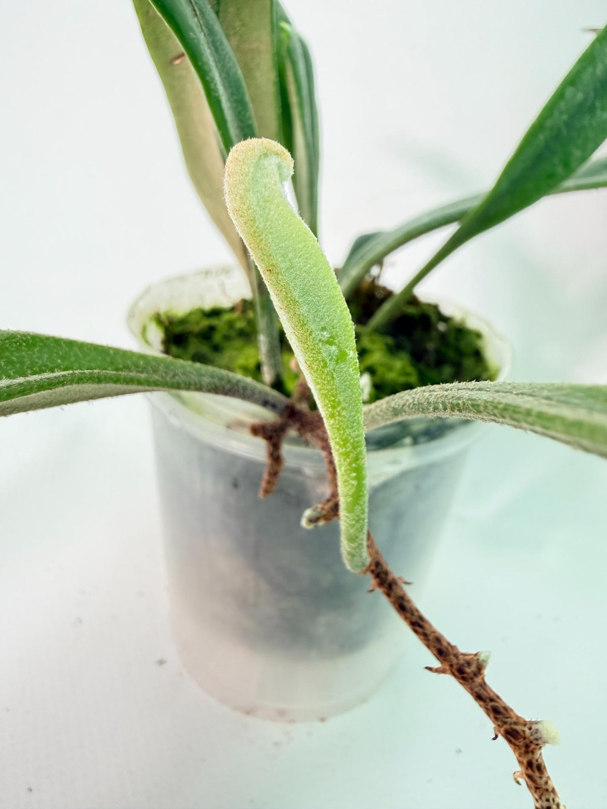 Polypodium Longifolia Crested Leaf 02