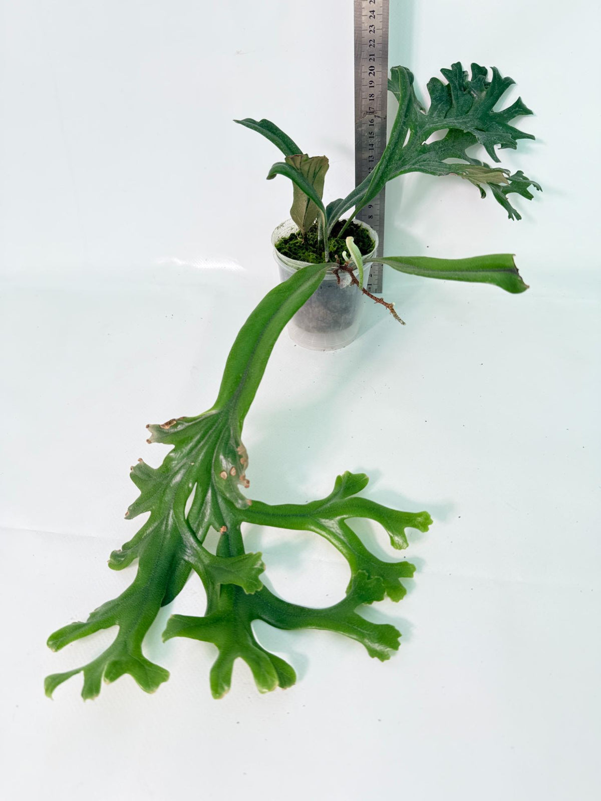 Polypodium Longifolia Crested Leaf 15