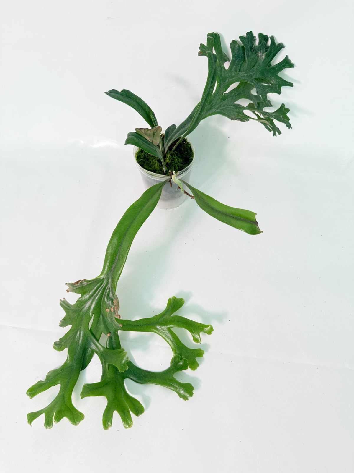 Polypodium Longifolia Crested Leaf 01