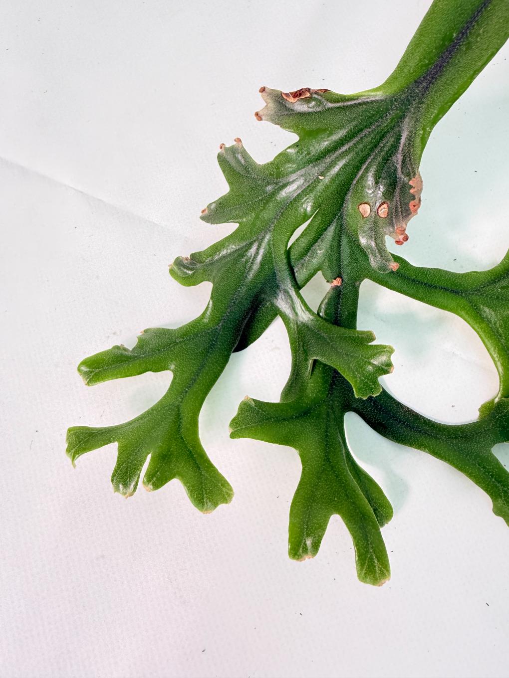 Polypodium Longifolia Crested Leaf 03