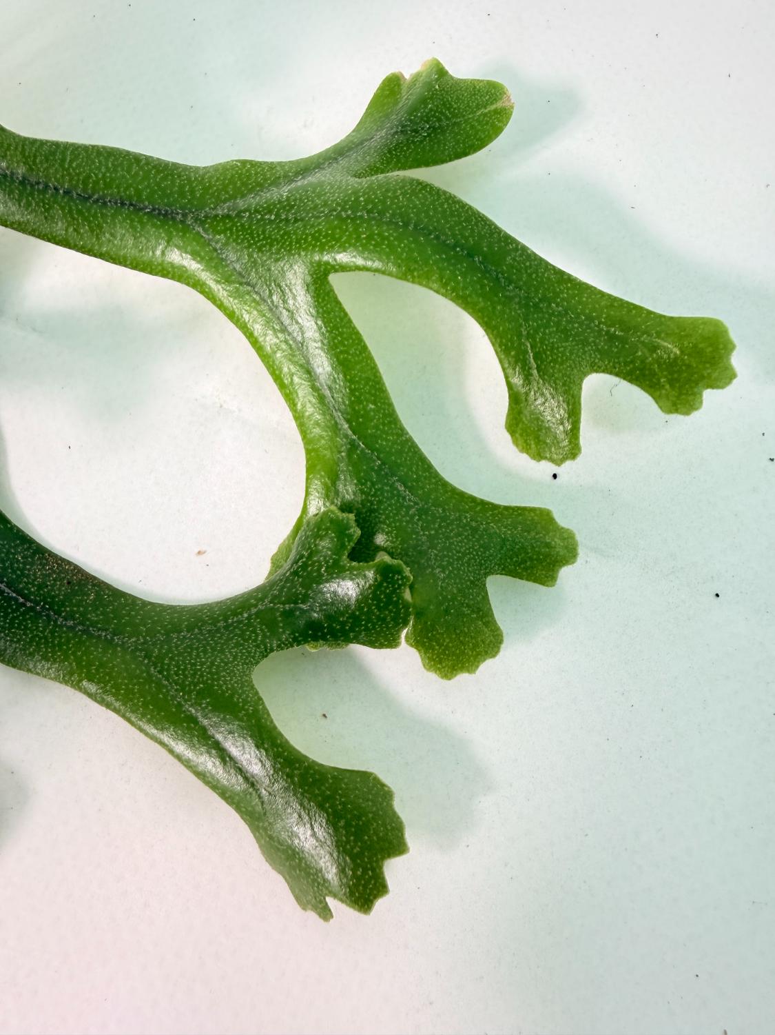 Polypodium Longifolia Crested Leaf 04