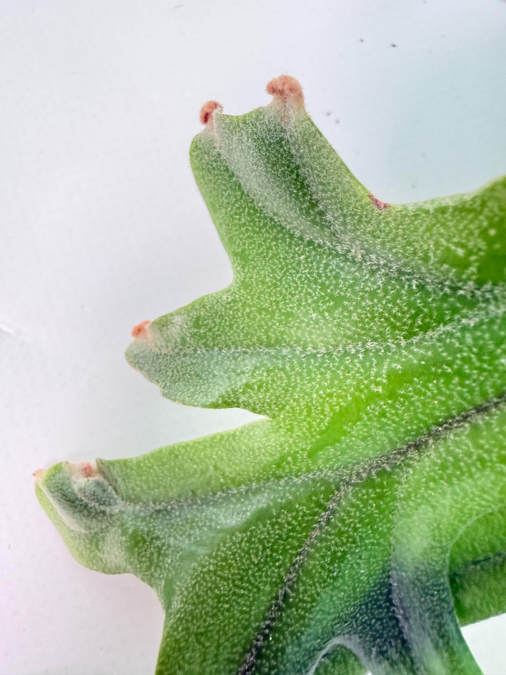 Polypodium Longifolia Crested Leaf 05