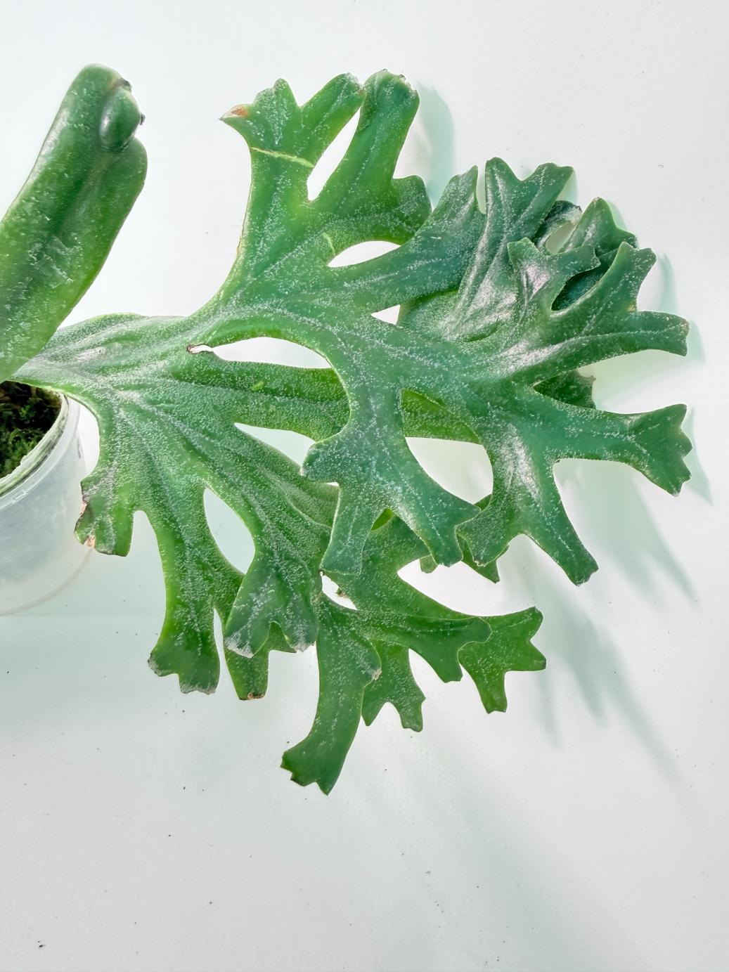 Polypodium Longifolia Crested Leaf 07