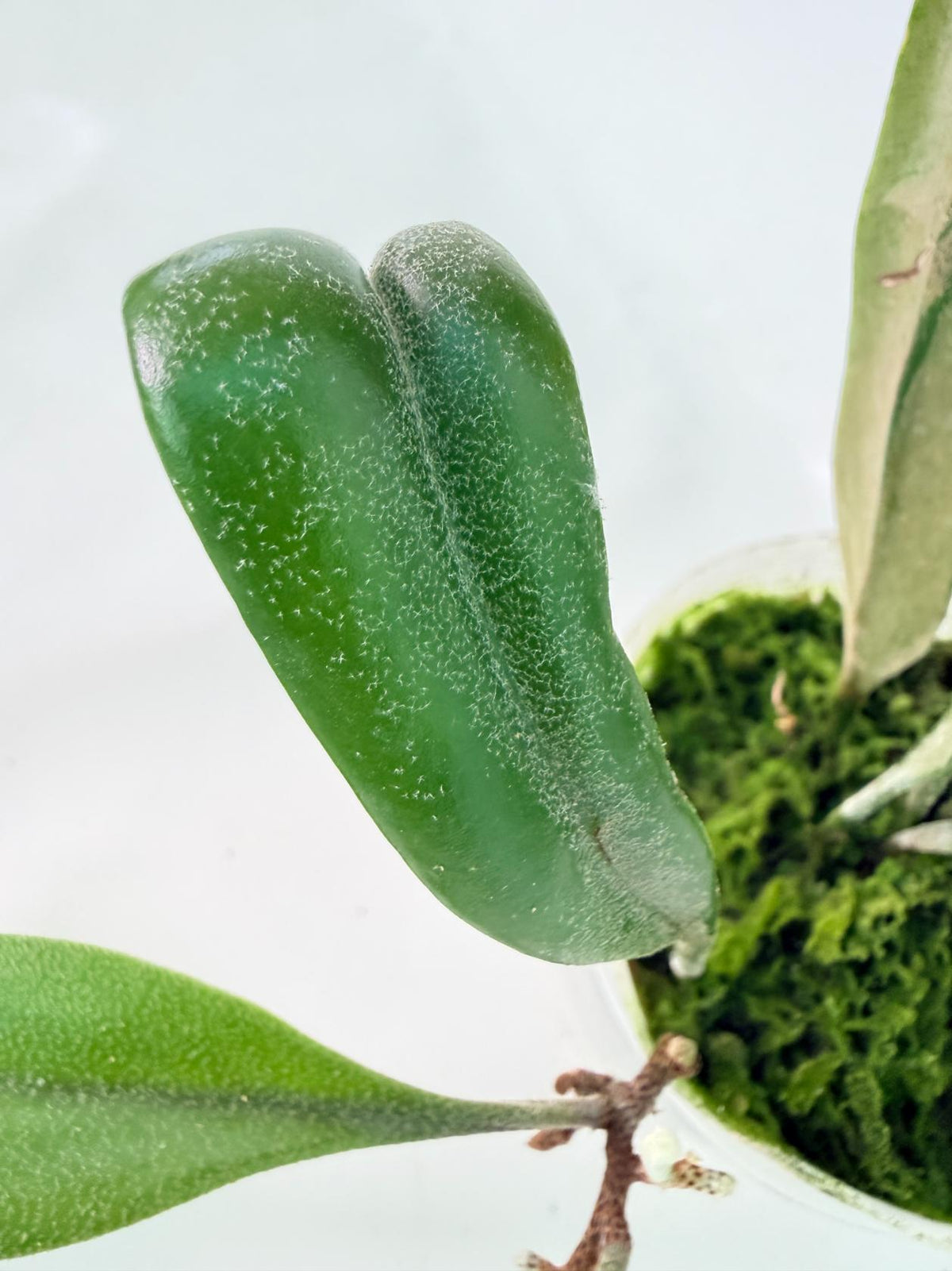 Polypodium Longifolia Crested Leaf 09