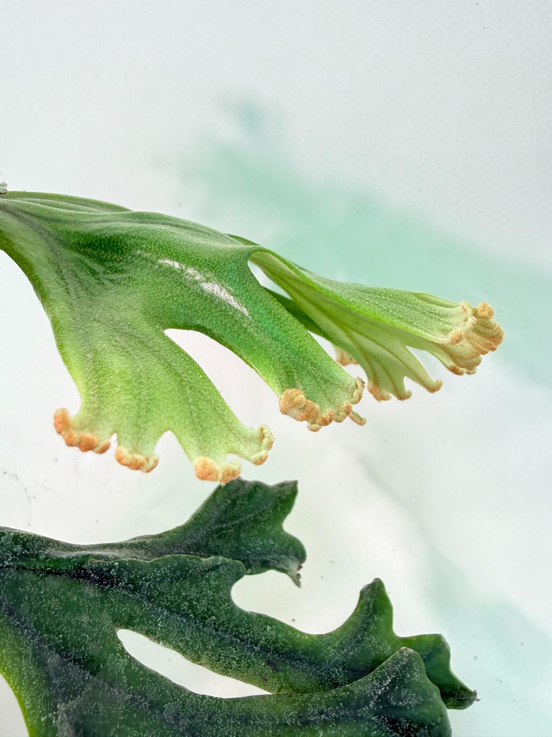 Polypodium Longifolia Crested Leaf 08