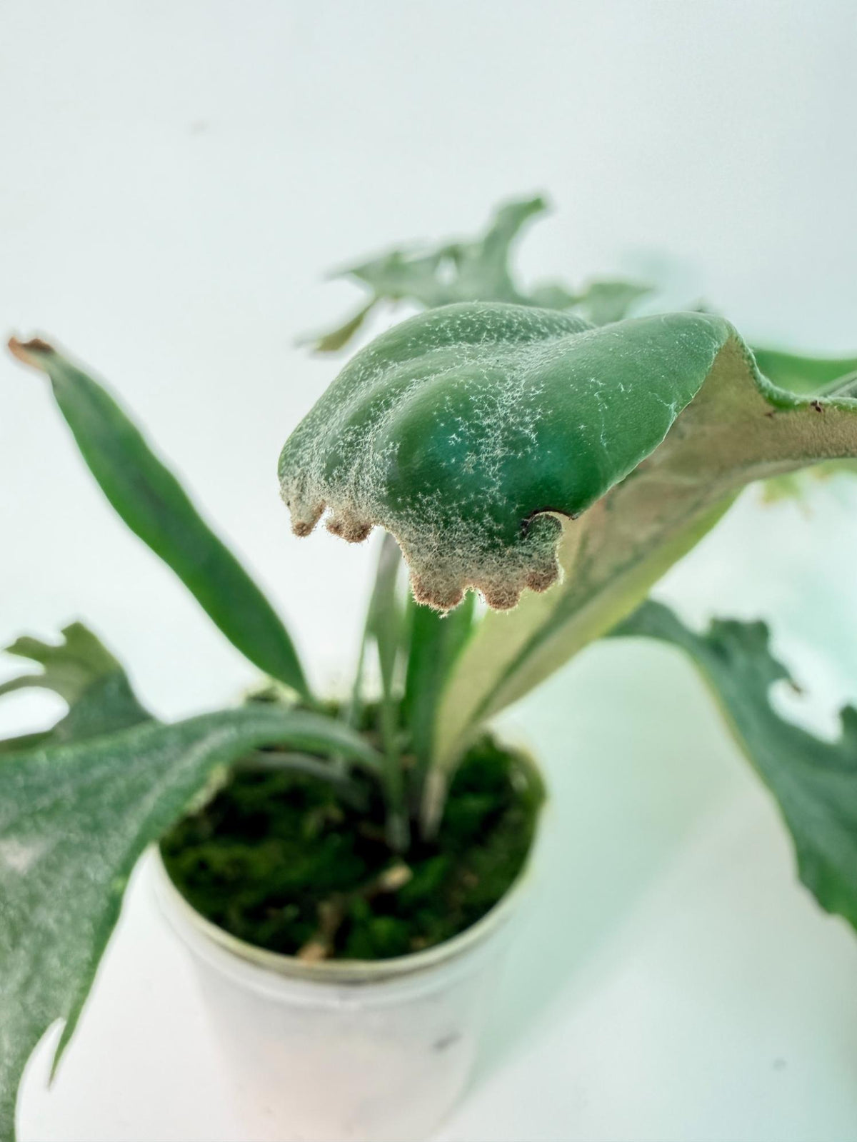 Polypodium Longifolia Crested Leaf 9