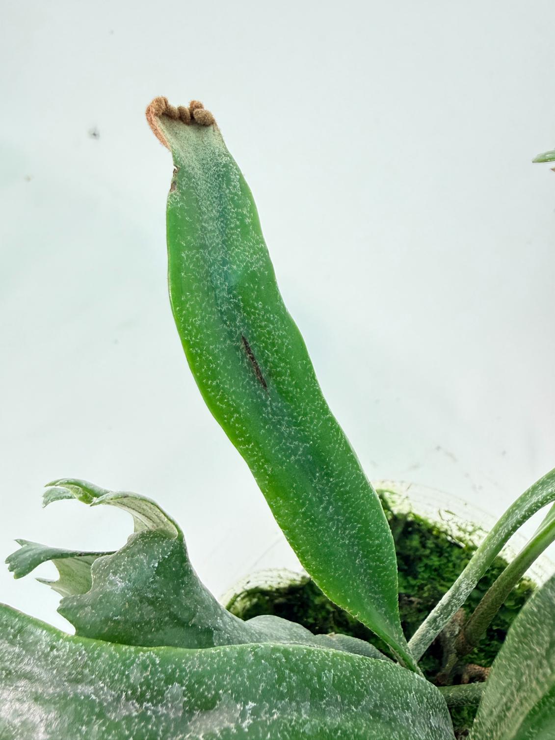 Polypodium Longifolia Crested Leaf 10