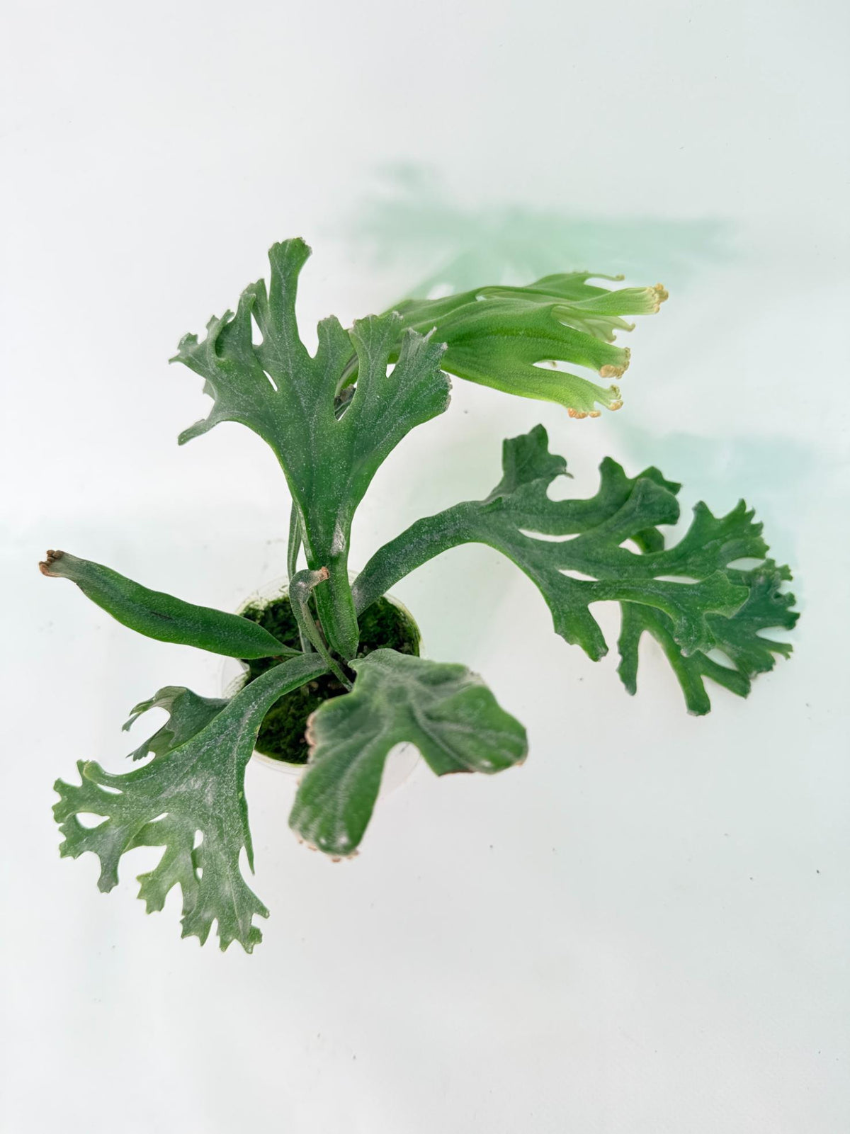 Polypodium Longifolia Crested Leaf 11