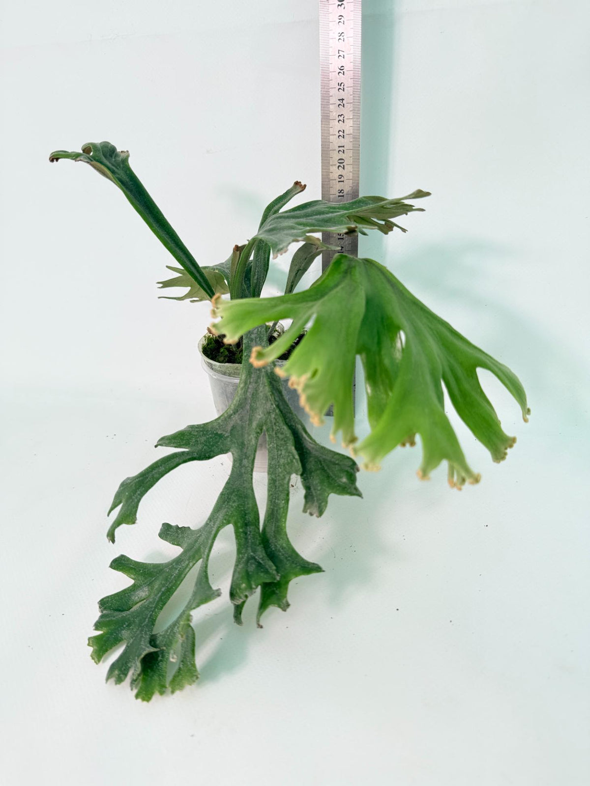 Polypodium Longifolia Crested Leaf 12