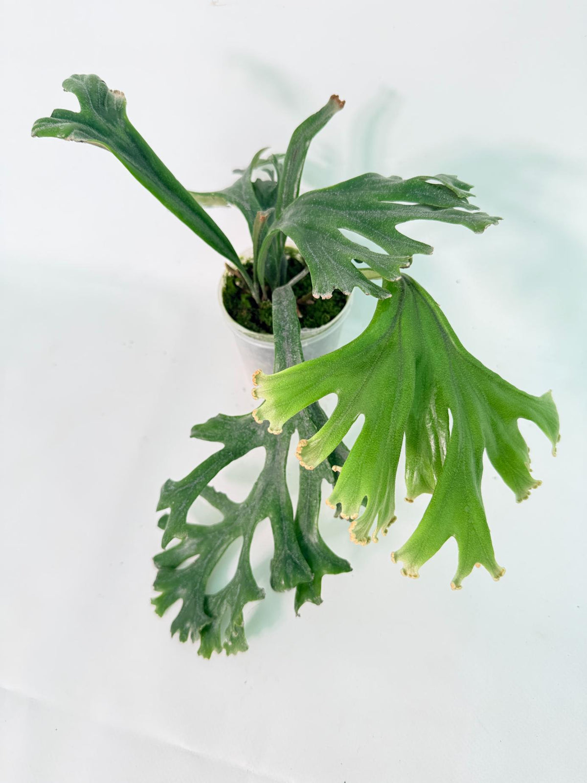 Polypodium Longifolia Crested Leaf 01