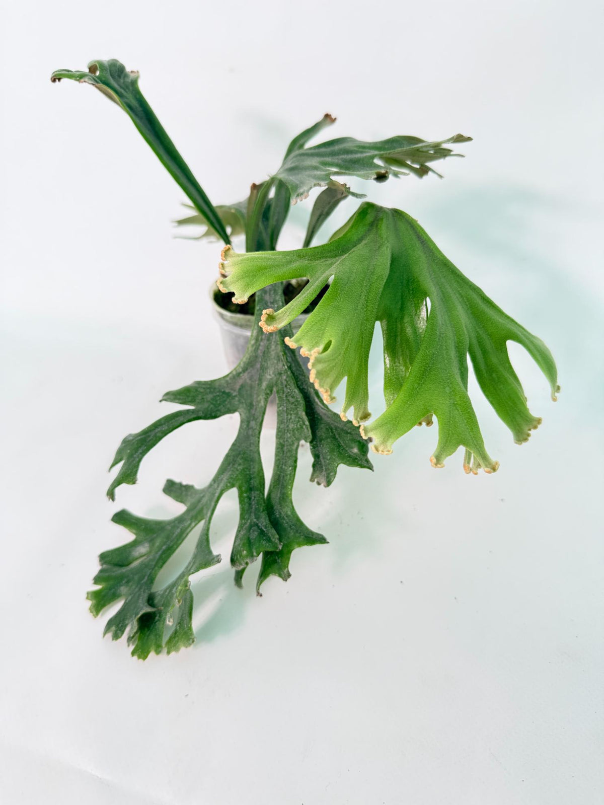 Polypodium Longifolia Crested Leaf 02