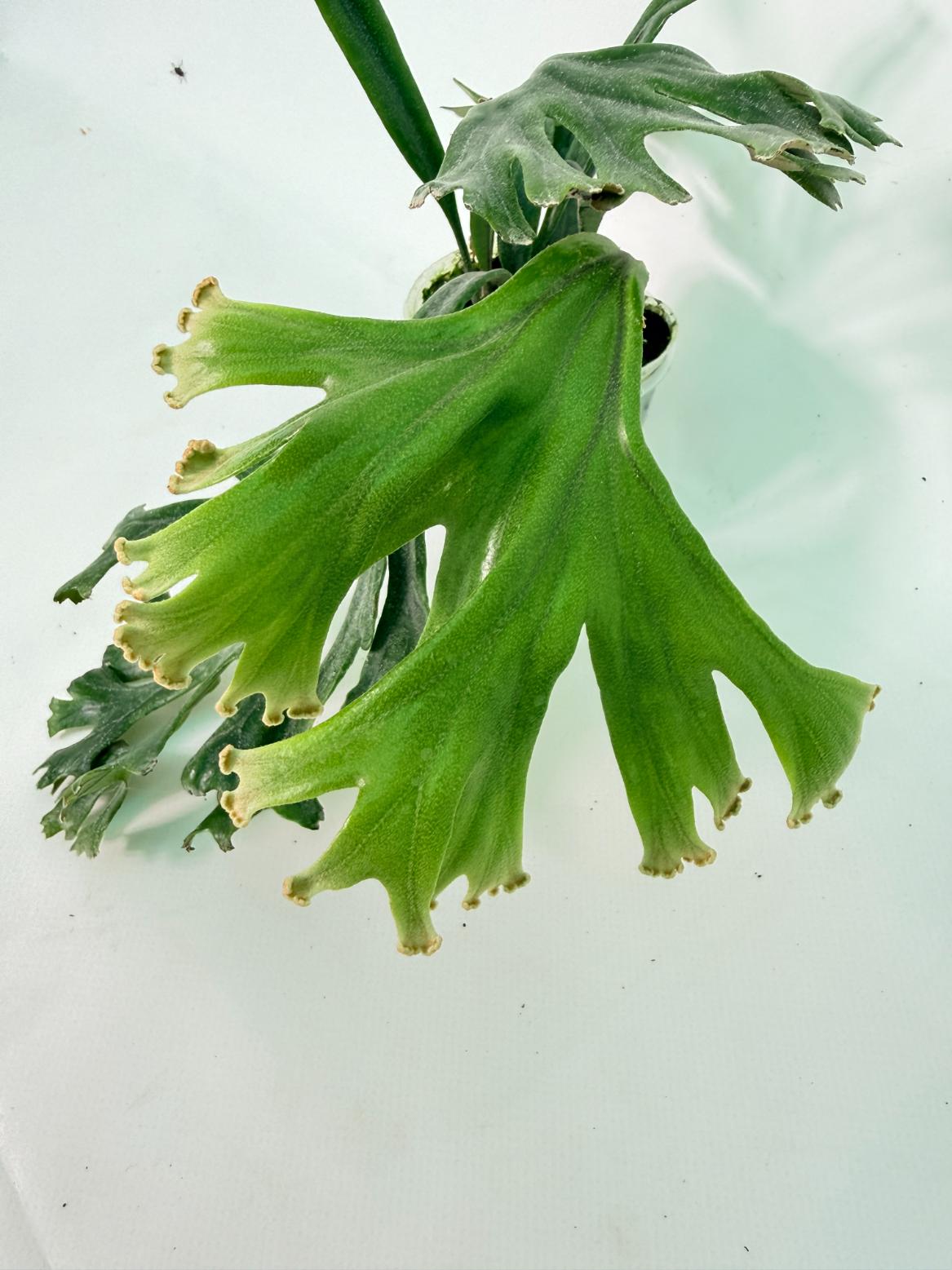 Polypodium Longifolia Crested Leaf 03