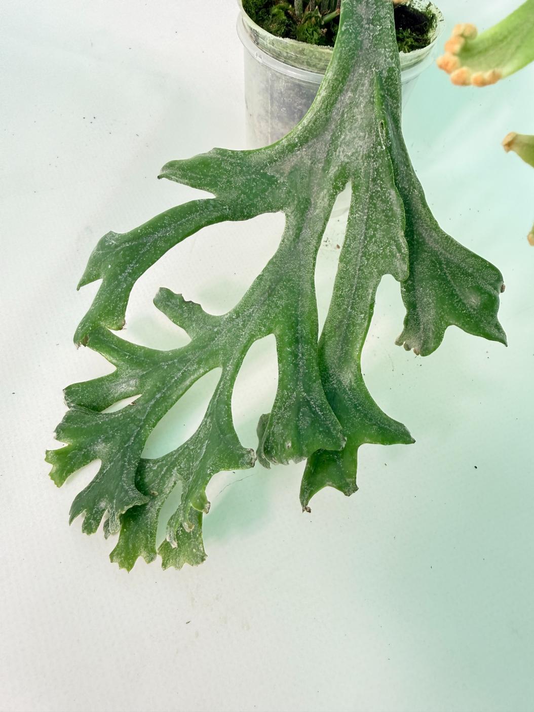 Polypodium Longifolia Crested Leaf 04