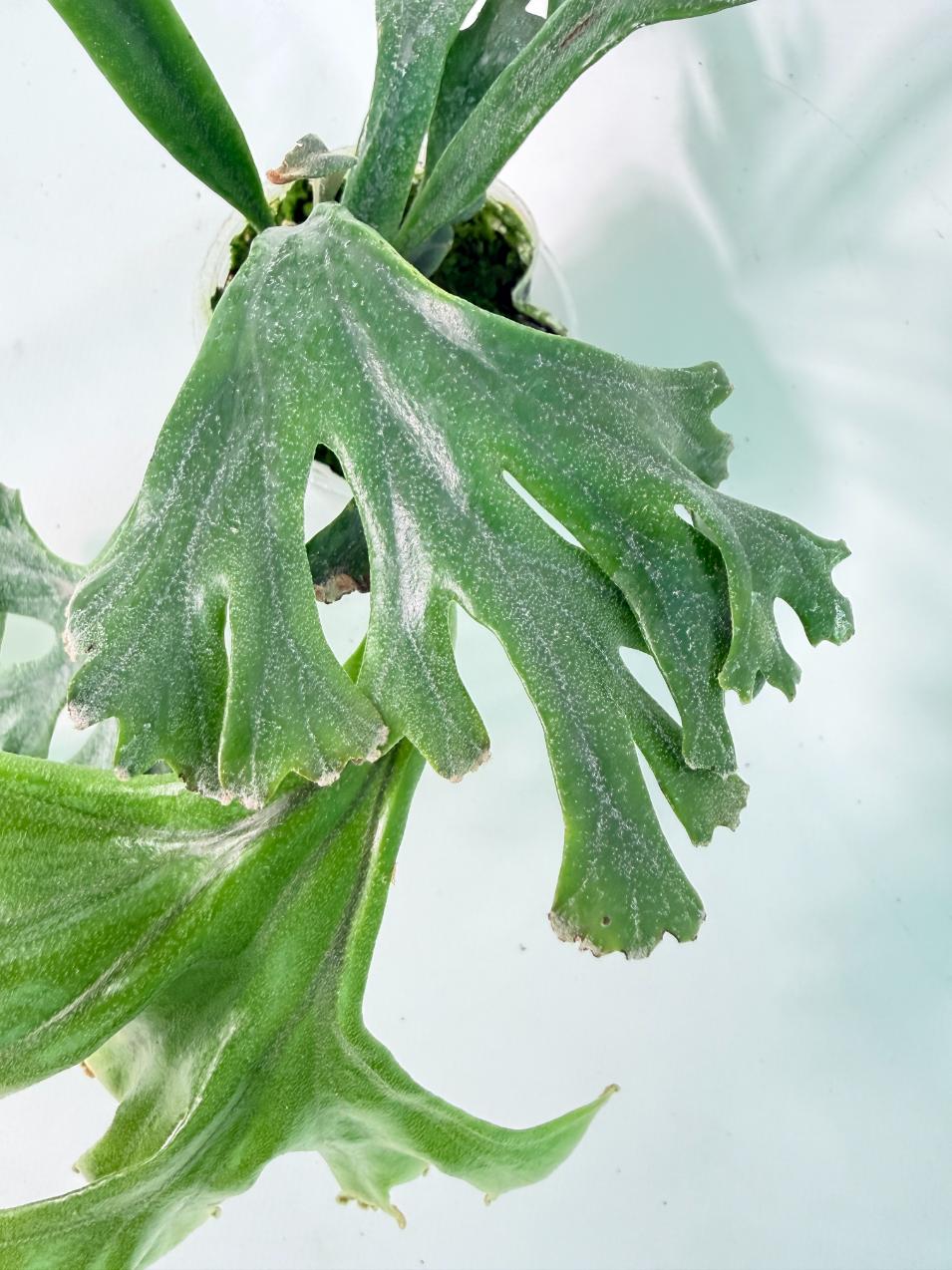 Polypodium Longifolia Crested Leaf 05