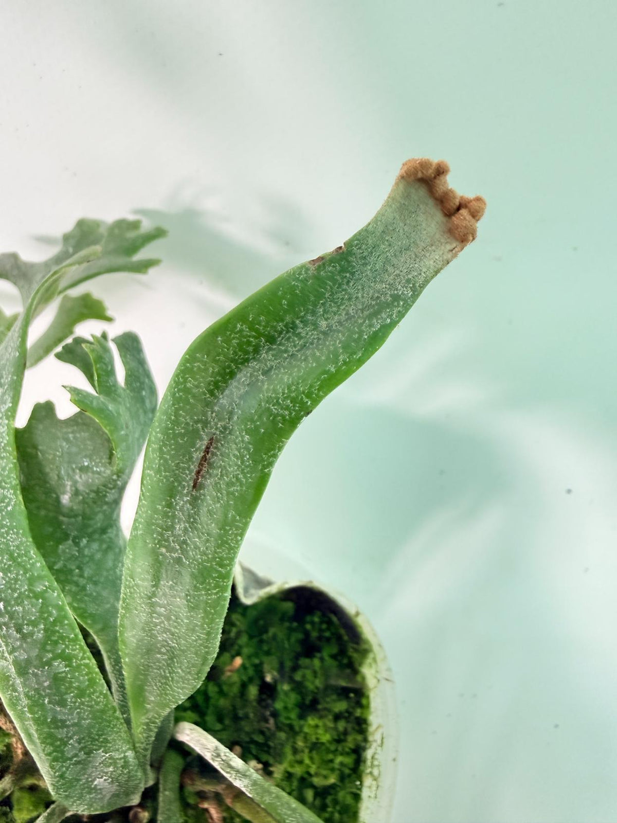Polypodium Longifolia Crested Leaf 06