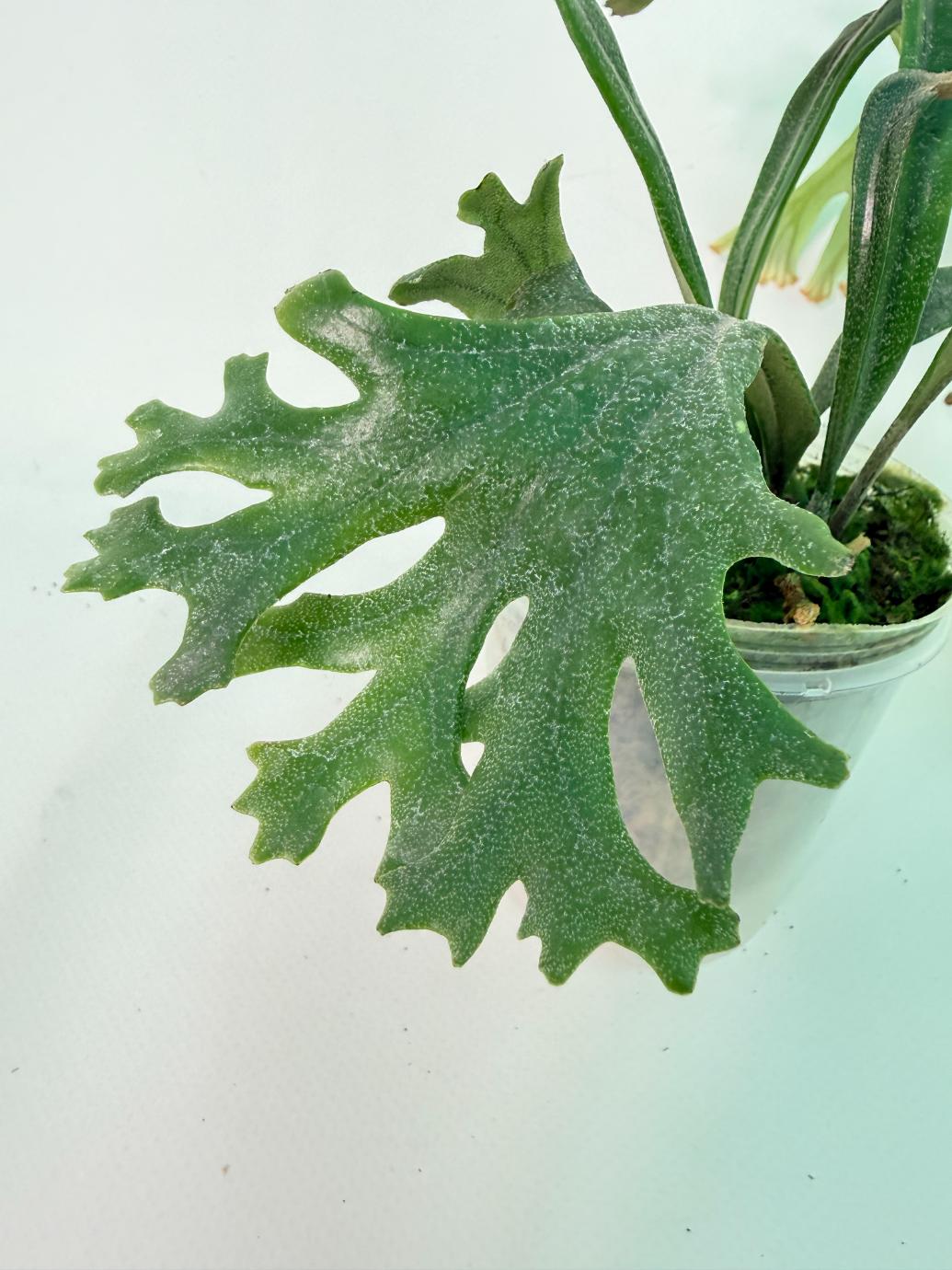 Polypodium Longifolia Crested Leaf 07