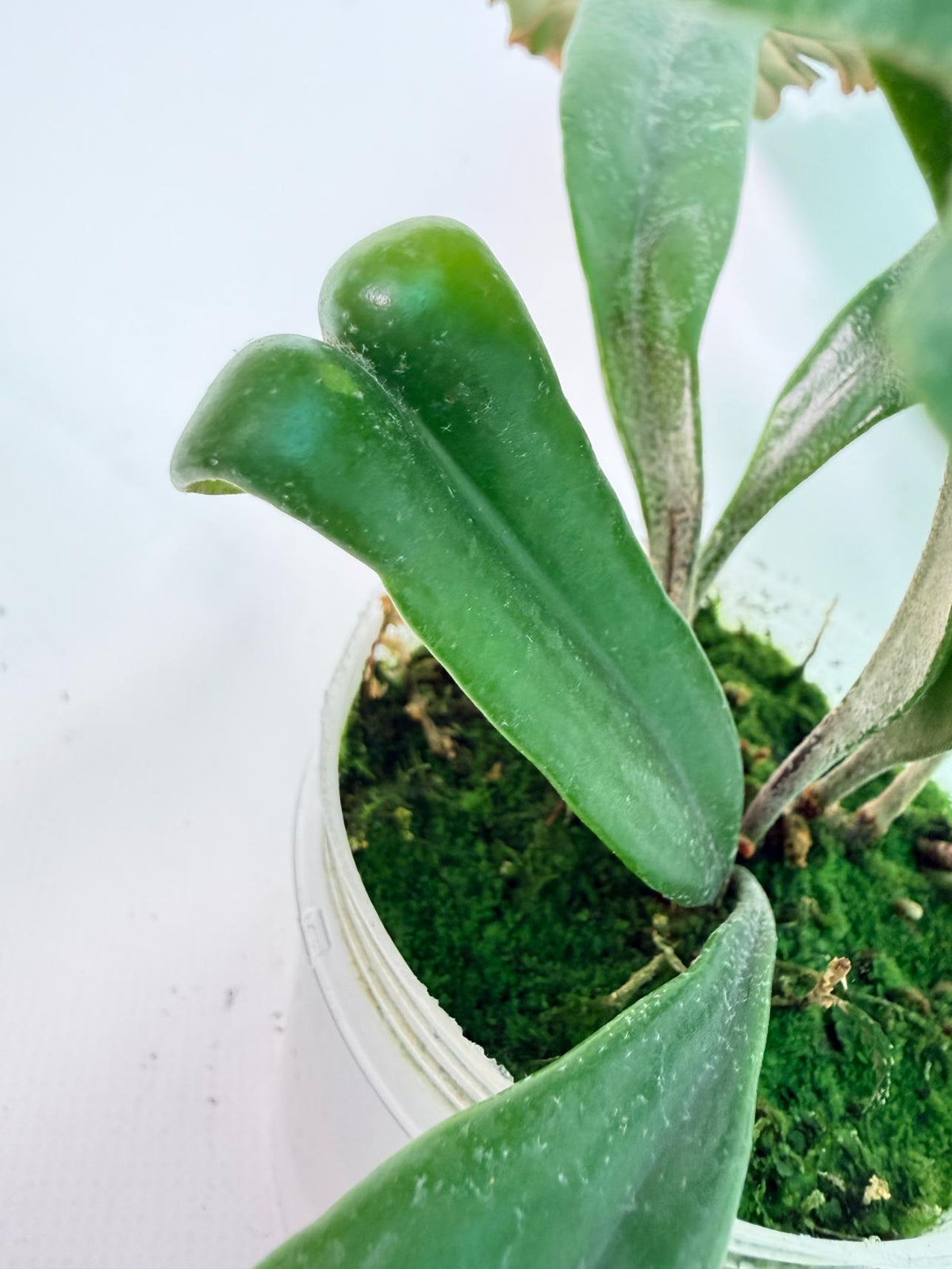 Polypodium Longifolia Crested Leaf 10