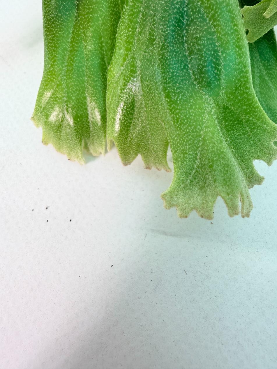 Polypodium Longifolia Crested Leaf 11