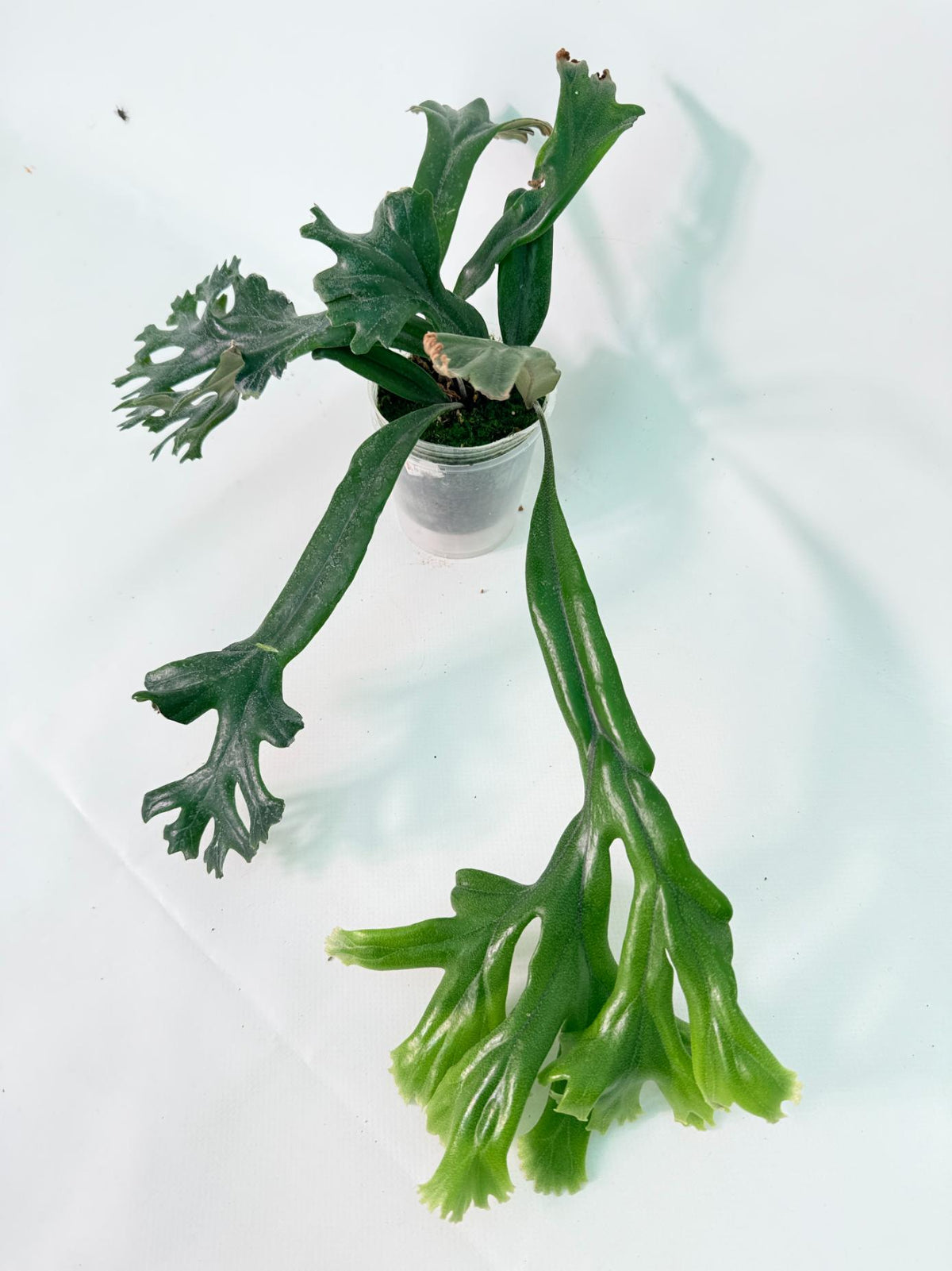 Polypodium Longifolia Crested Leaf 12