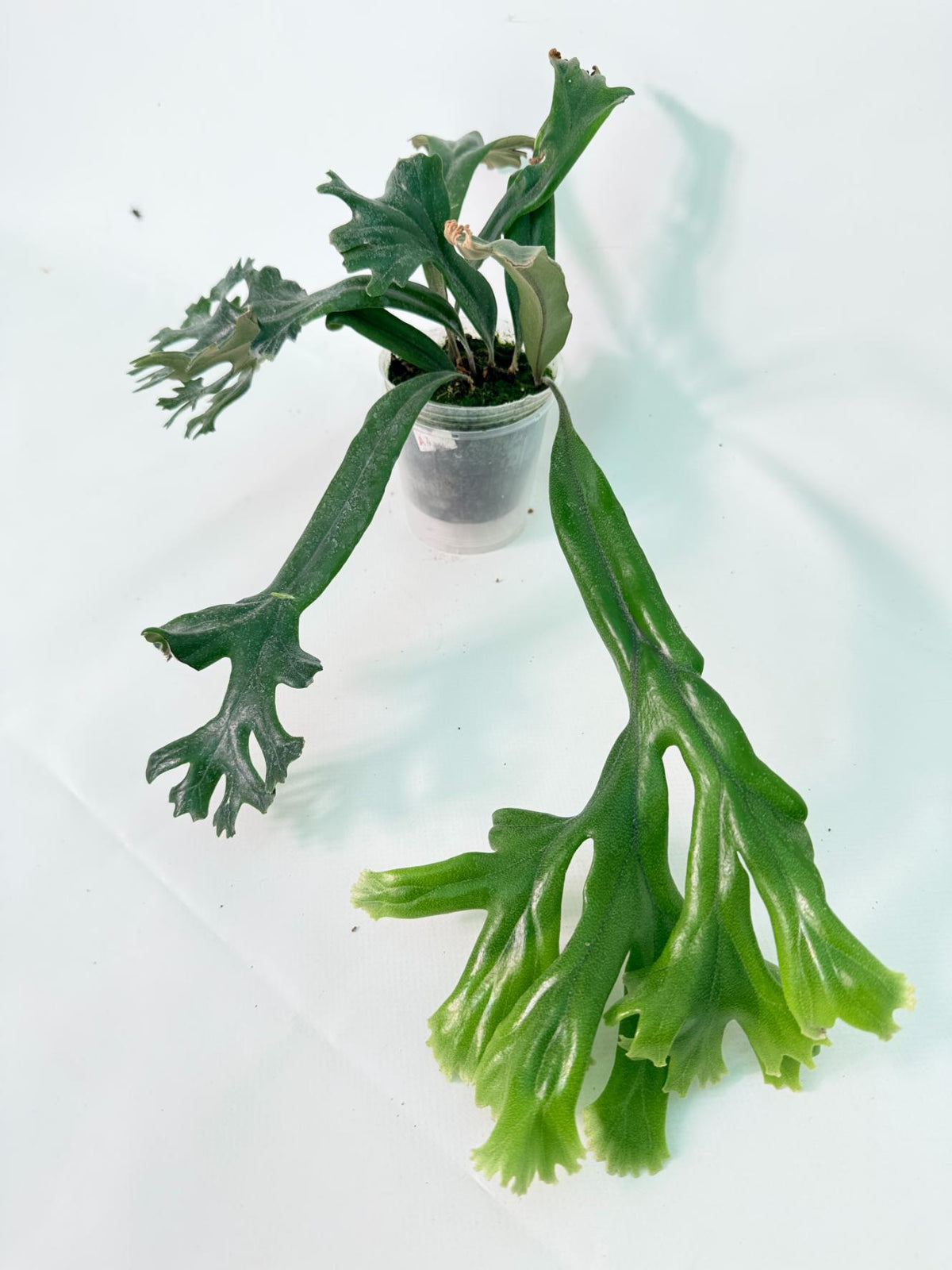 Polypodium Longifolia Crested Leaf 13
