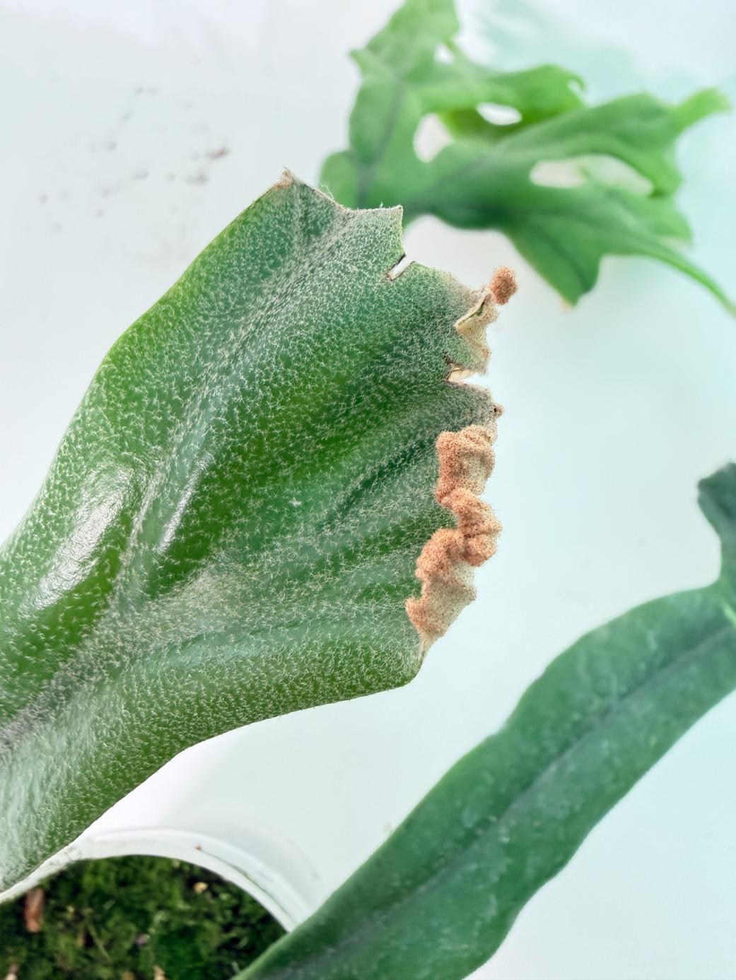 Polypodium Longifolia Crested Leaf 02