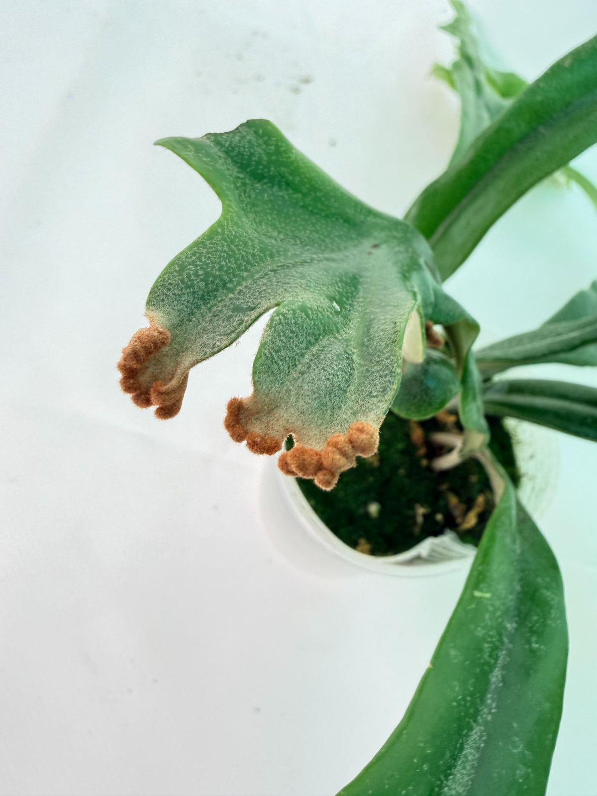 Polypodium Longifolia Crested Leaf 03