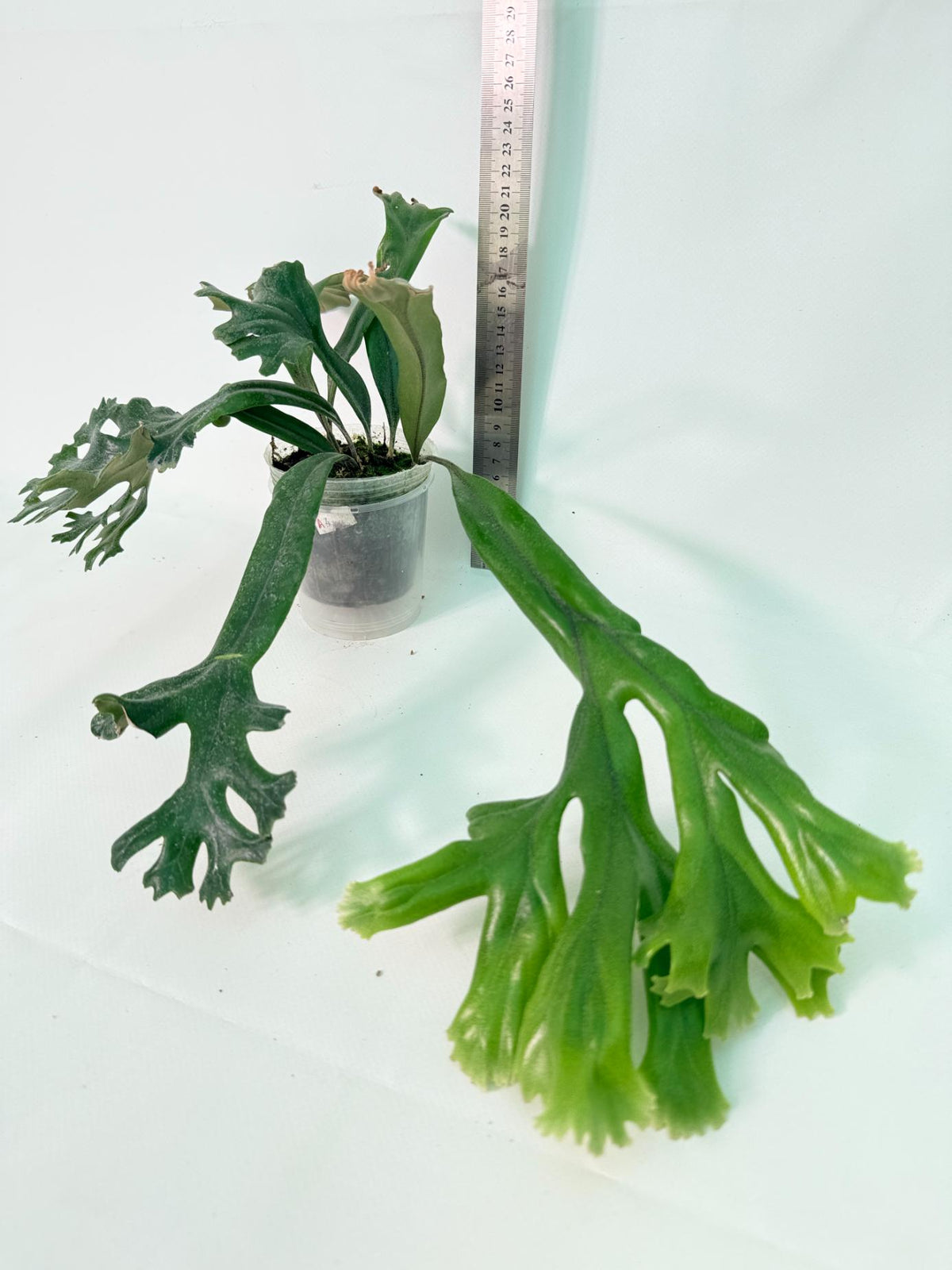 Polypodium Longifolia Crested Leaf 14