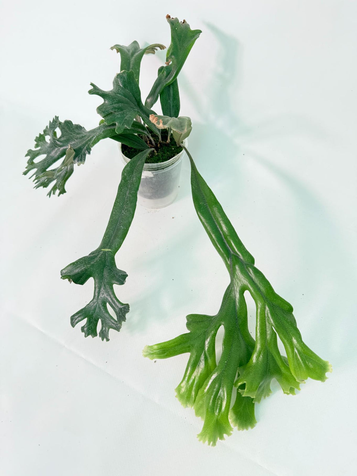 Polypodium Longifolia Crested Leaf 01
