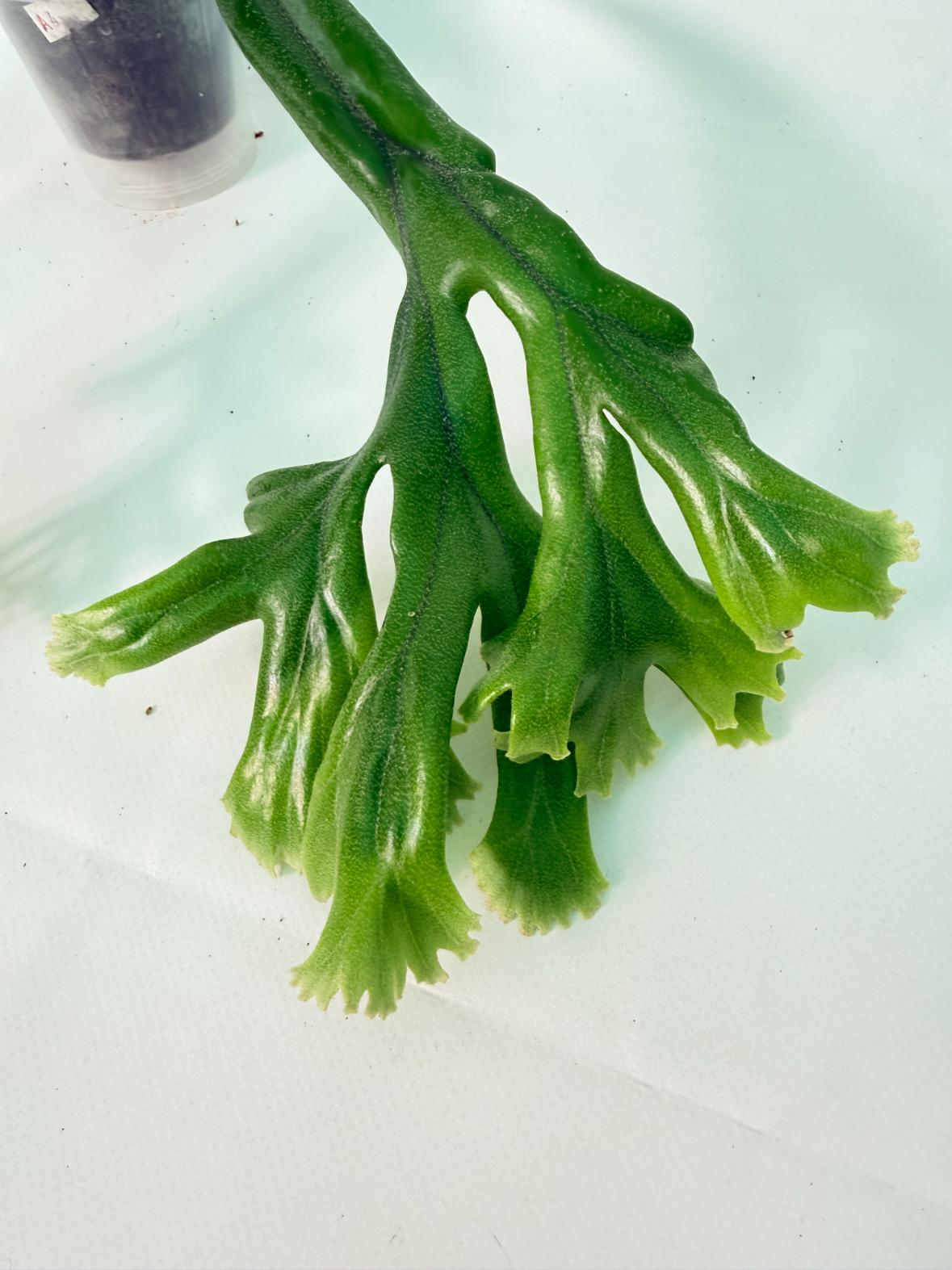 Polypodium Longifolia Crested Leaf 04