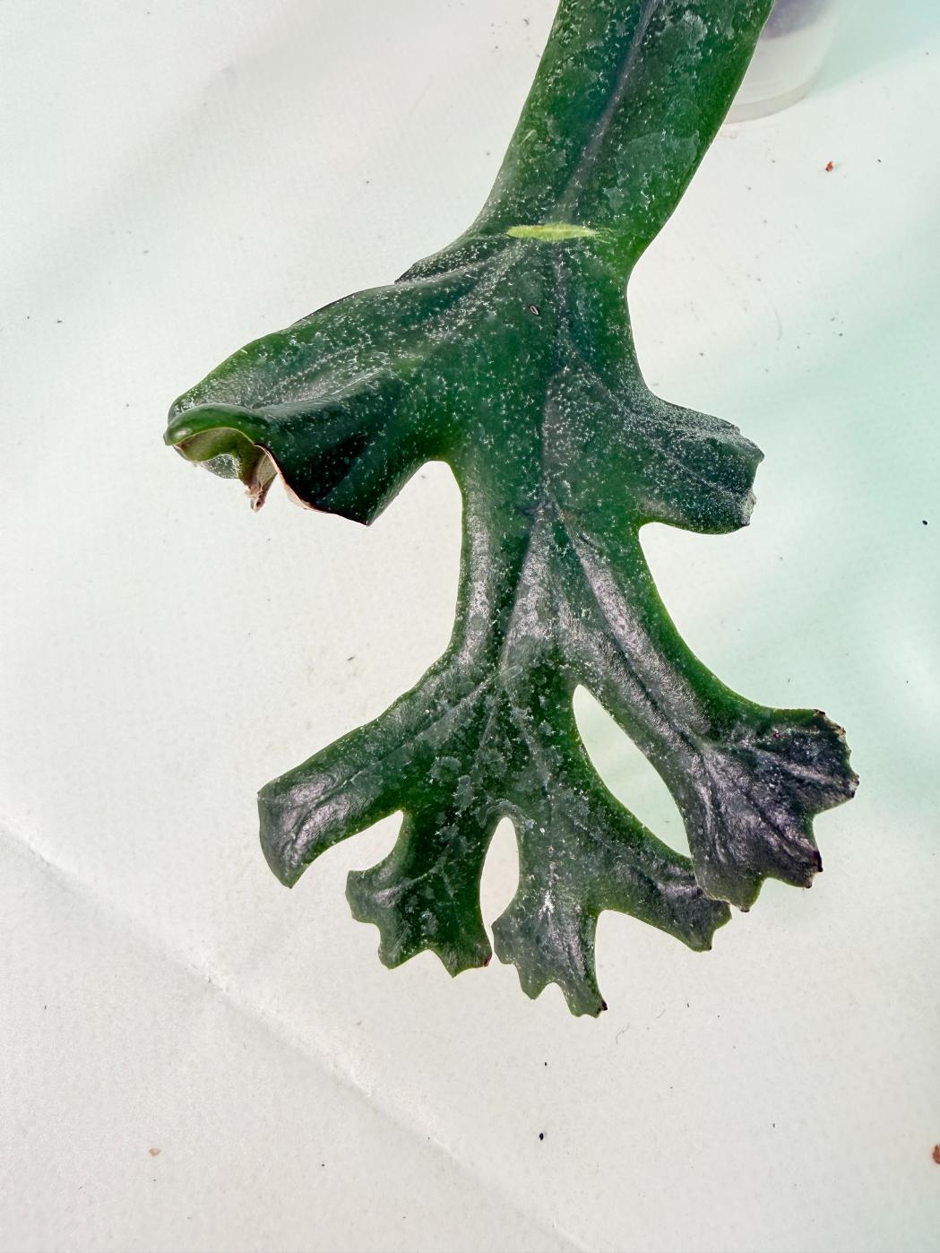 Polypodium Longifolia Crested Leaf 05