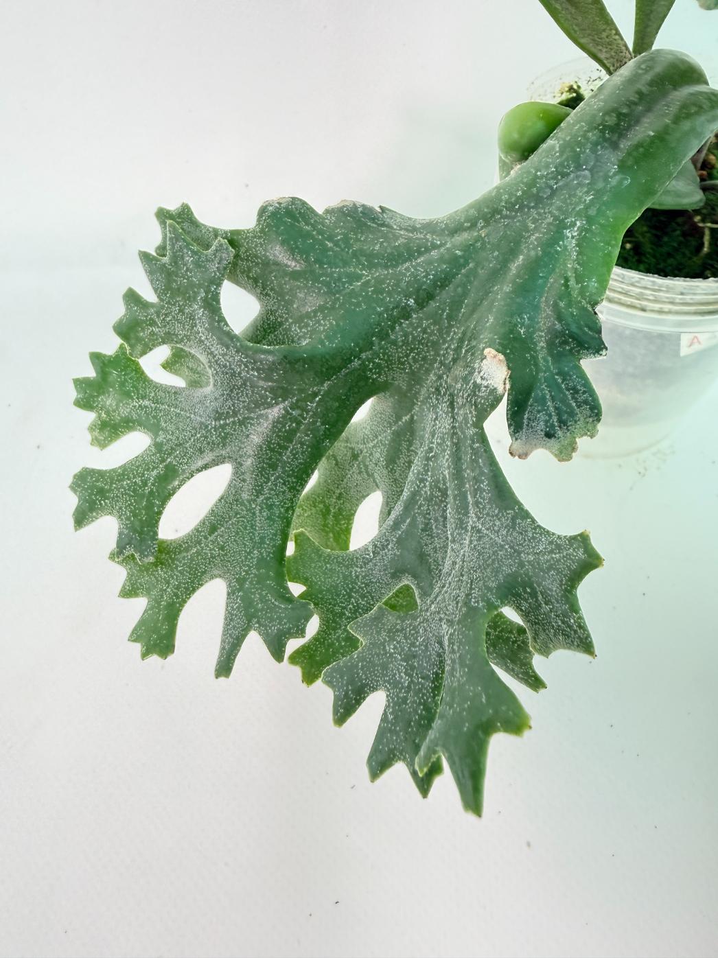 Polypodium Longifolia Crested Leaf 06