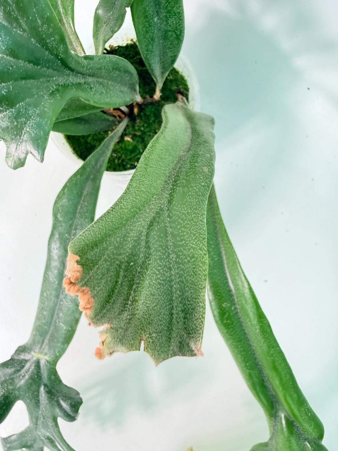 Polypodium Longifolia Crested Leaf 07