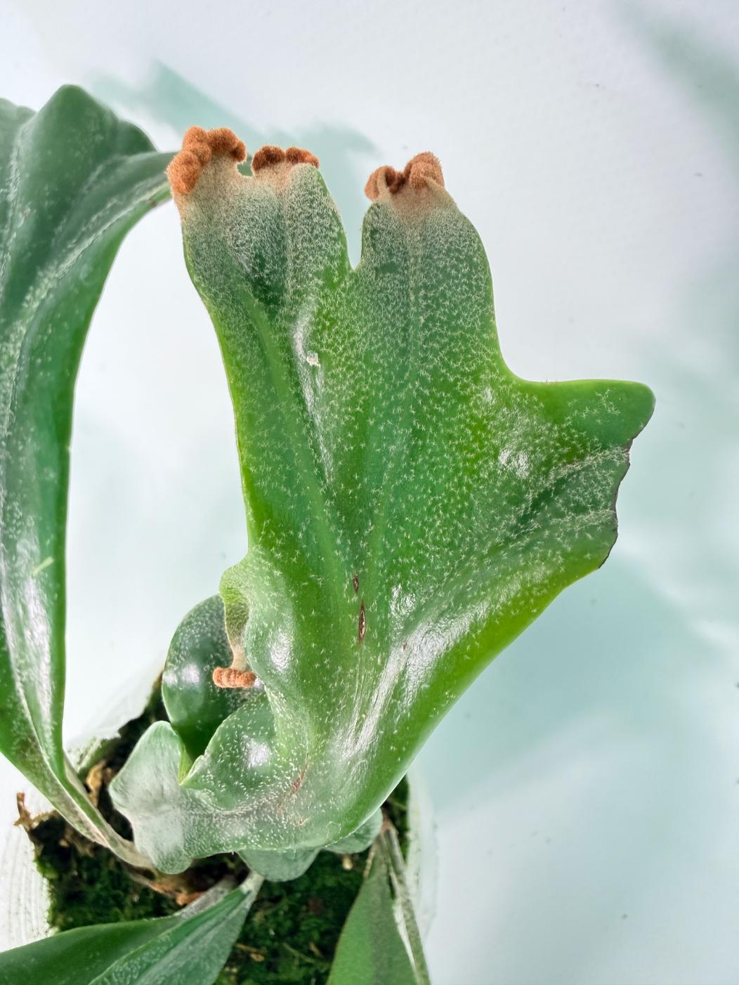 Polypodium Longifolia Crested Leaf 08
