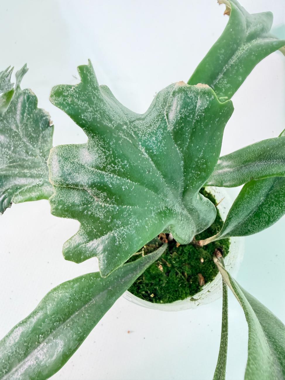 Polypodium Longifolia Crested Leaf 09