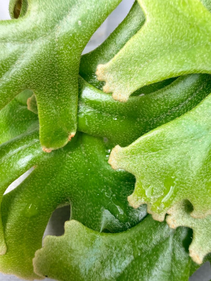 Polypodium Longifolia Crested Leaf 08