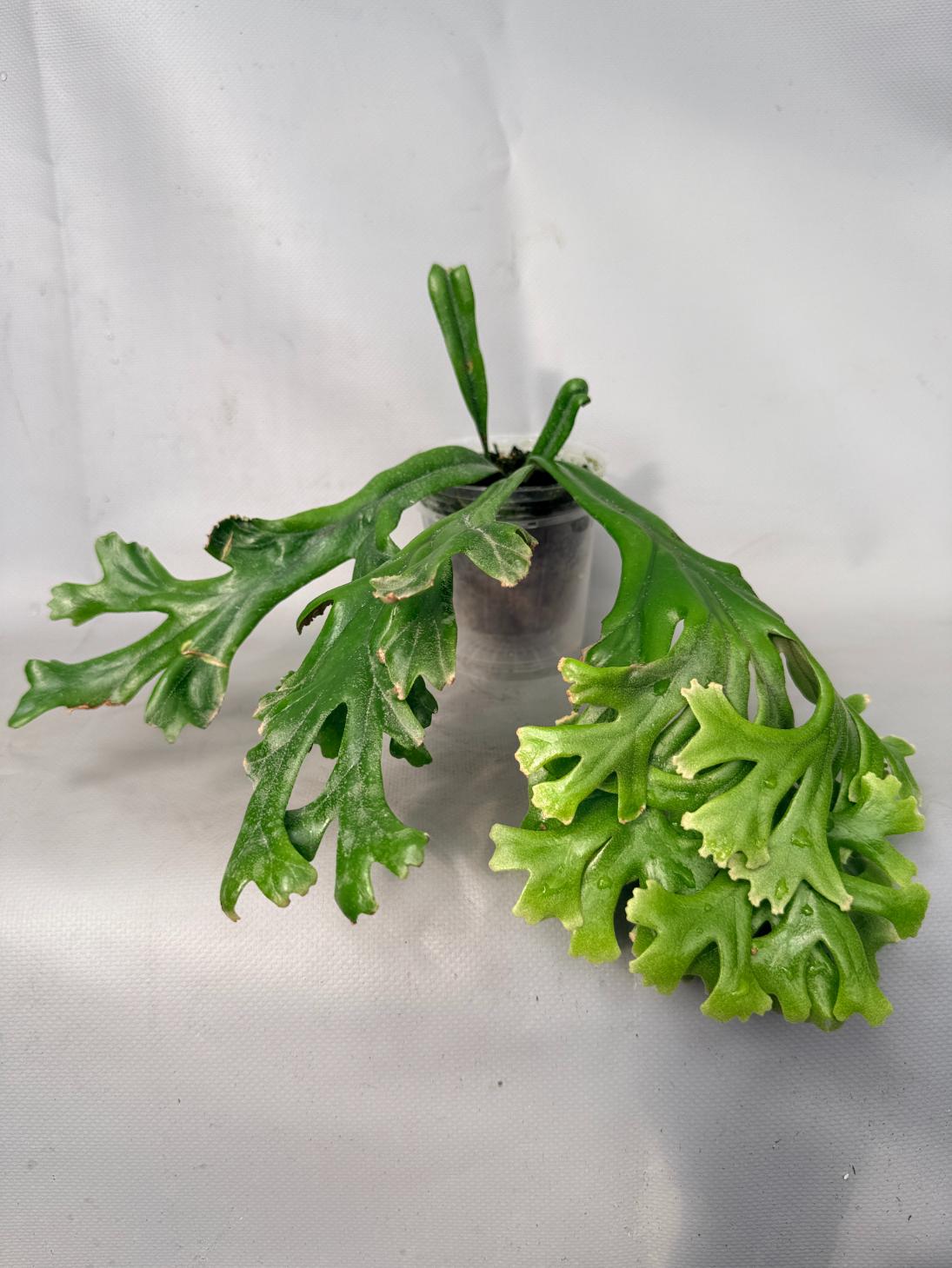 Polypodium Longifolia Crested Leaf 01