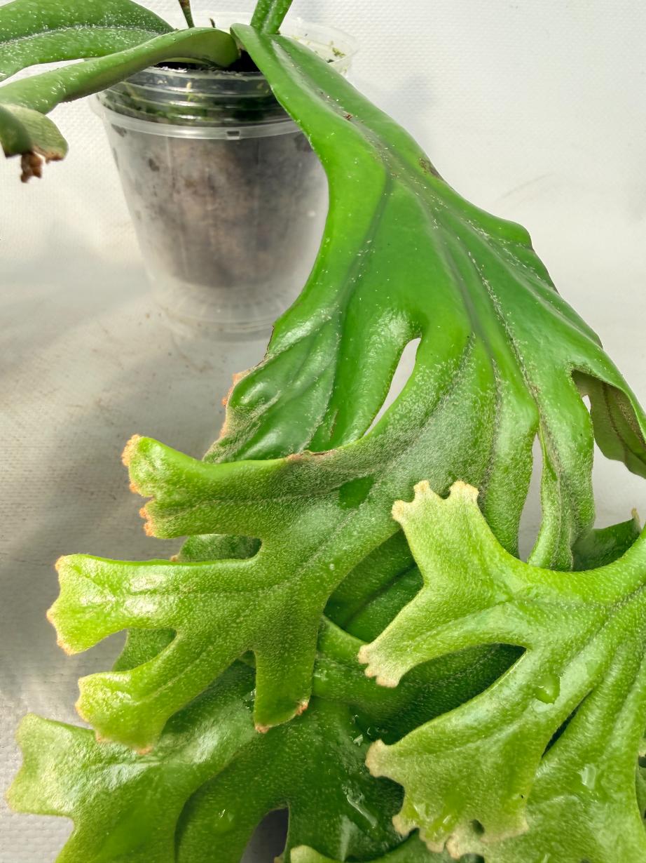 Polypodium Longifolia Crested Leaf 03
