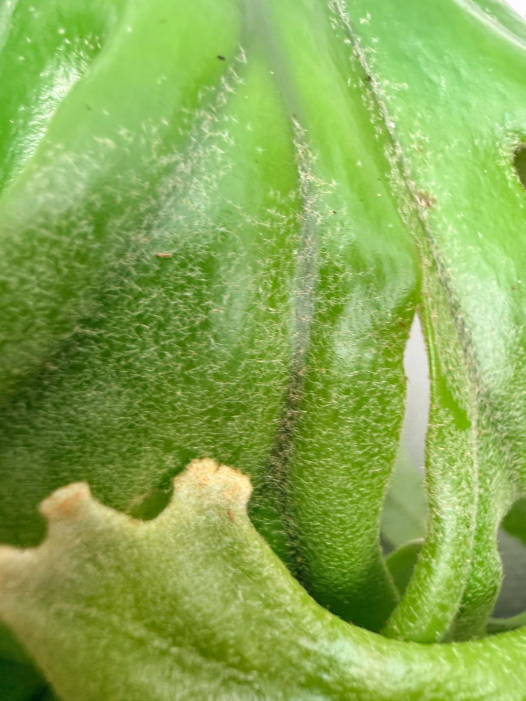 Polypodium Longifolia Crested Leaf 04
