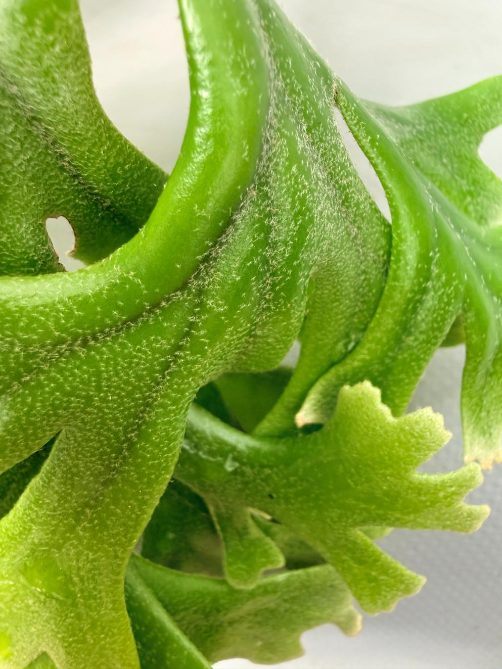 Polypodium Longifolia Crested Leaf 05