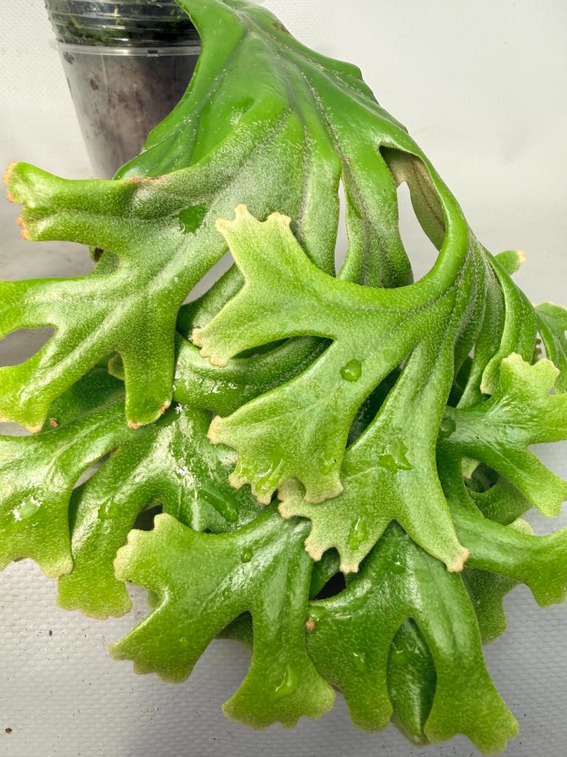 Polypodium Longifolia Crested Leaf 06